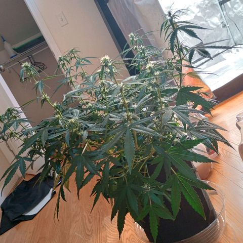 Tangie Auto growlog timeline photo