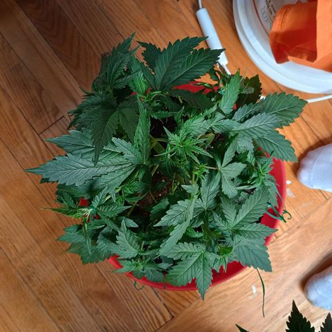 Tangie Auto growlog timeline photo