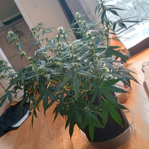 Tangie Auto growlog timeline photo