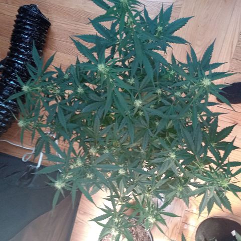 Tangie Auto growlog timeline photo