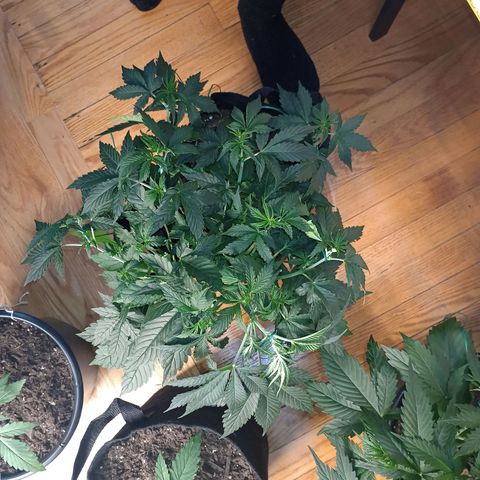 Tangie Auto growlog timeline photo