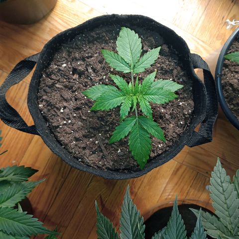 Tangie Auto growlog timeline photo