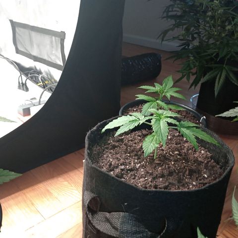 Tangie Auto growlog timeline photo