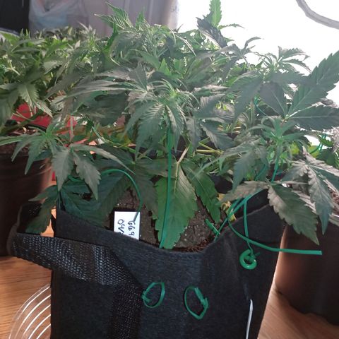 Tangie Auto growlog timeline photo