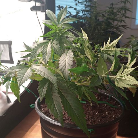 Tangie Auto growlog timeline photo
