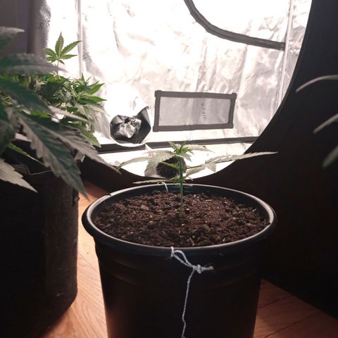 Tangie Auto growlog timeline photo