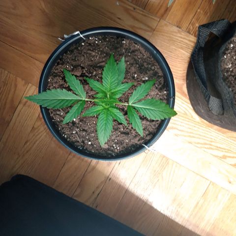 Tangie Auto growlog timeline photo