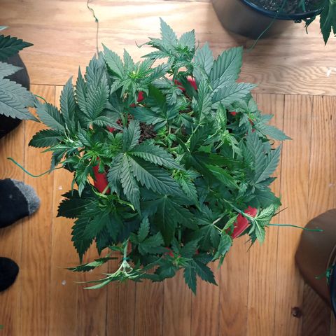 Tangie Auto growlog timeline photo