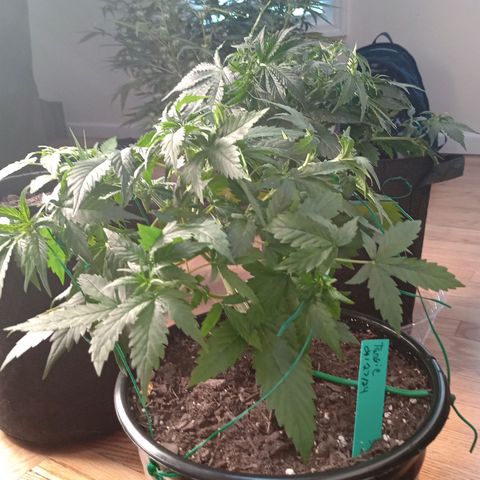 Tangie Auto growlog timeline photo