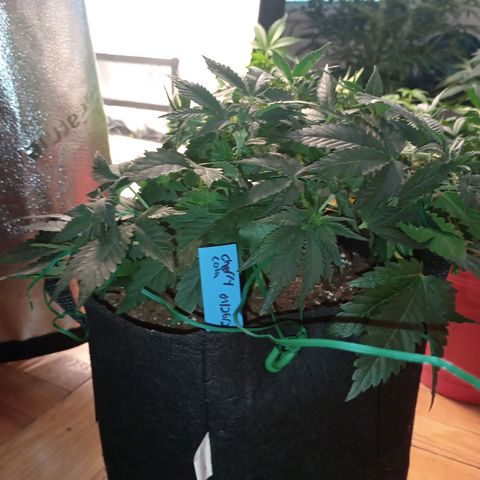 Tangie Auto growlog timeline photo