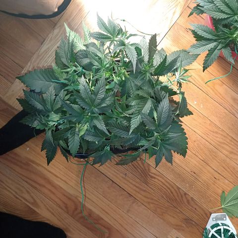 Tangie Auto growlog timeline photo