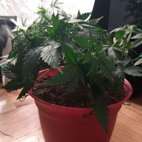 Tangie Auto growlog timeline photo