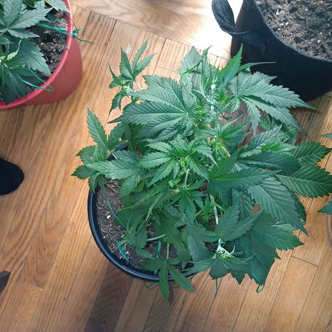 Tangie Auto growlog timeline photo