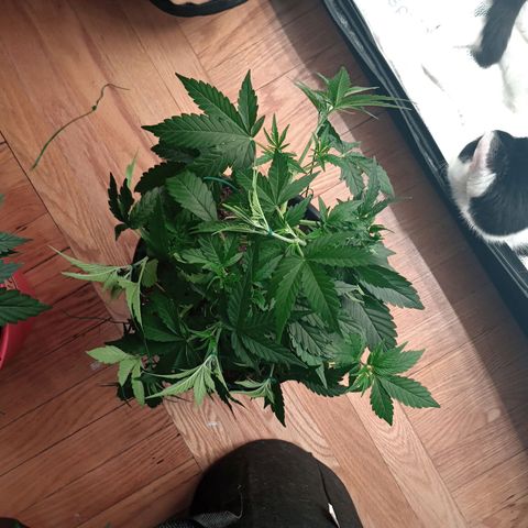 Tangie Auto growlog timeline photo