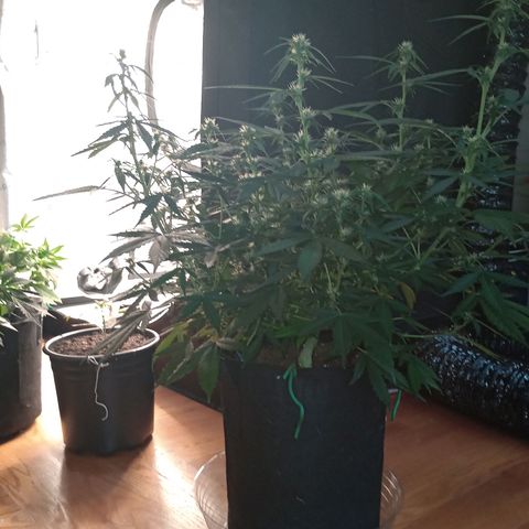 Purple queen 1 growlog timeline photo