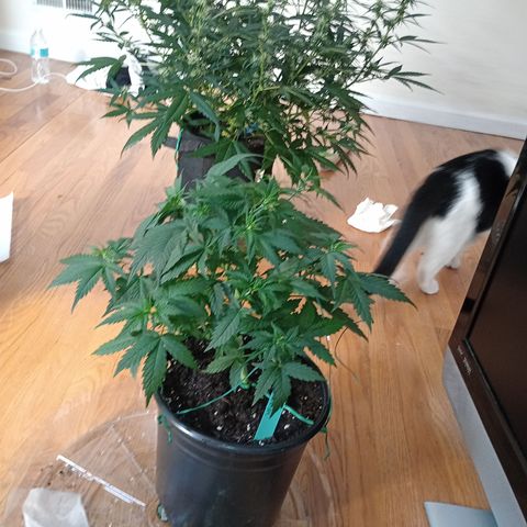 Tangie Auto growlog timeline photo