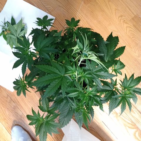 Purple Queen 2 growlog timeline photo