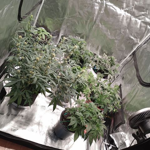 Tangie Auto growlog timeline photo