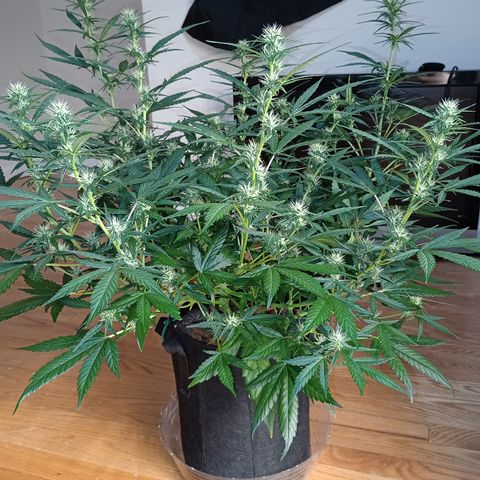 Purple queen 1 growlog timeline photo