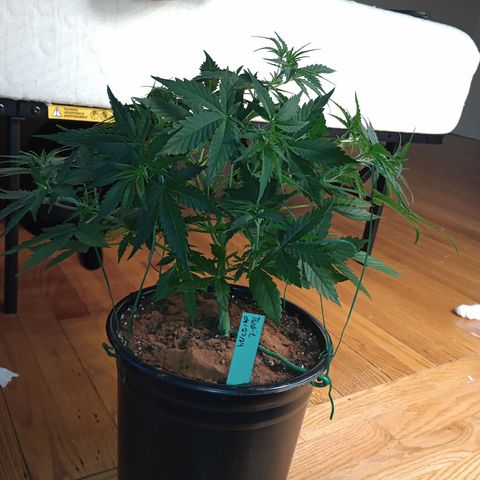 Tangie Auto growlog timeline photo