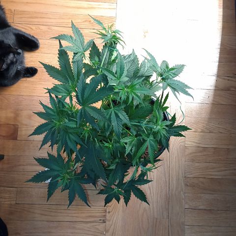 Tangie Auto growlog timeline photo