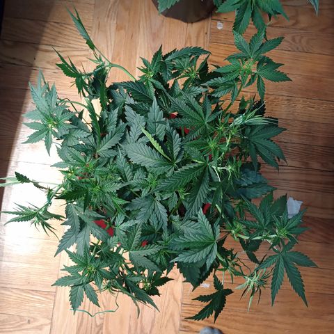 Apple Fritter Automatic growlog timeline photo