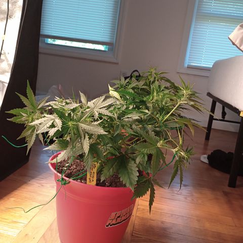 Apple Fritter Automatic growlog timeline photo