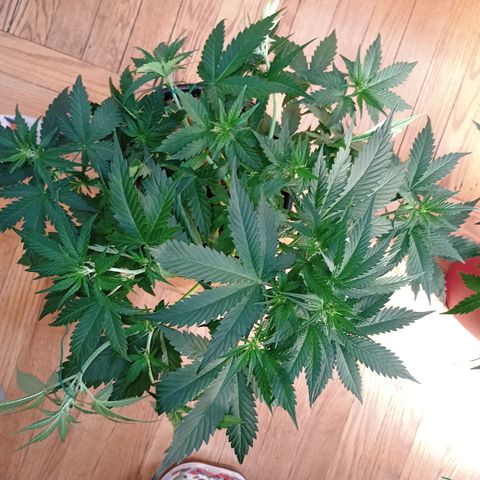 Tangie Auto growlog timeline photo
