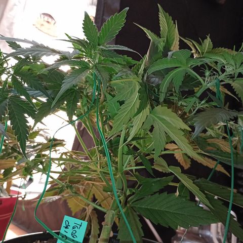 Tangie Auto growlog timeline photo