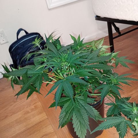 Tangie Auto growlog timeline photo
