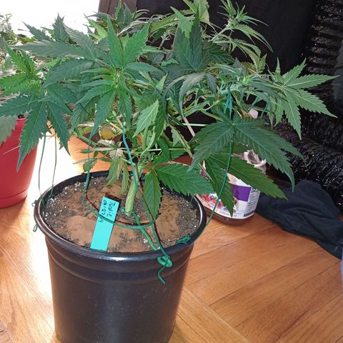 Tangie Auto growlog timeline photo