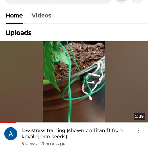 Tangie Auto growlog photo: Add my YouTube for future video updates on the tangie will have one up this coming week sometime 