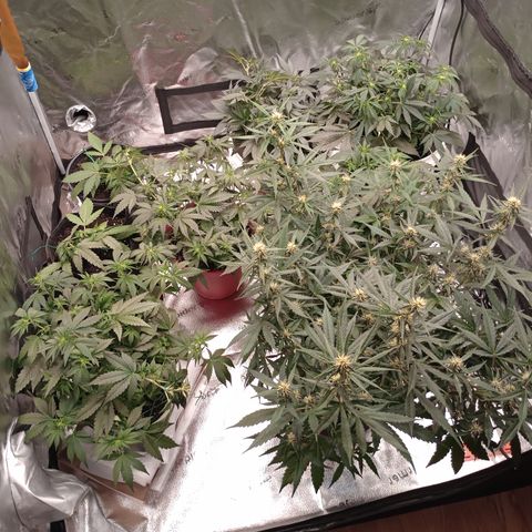 Tangie Auto growlog timeline photo