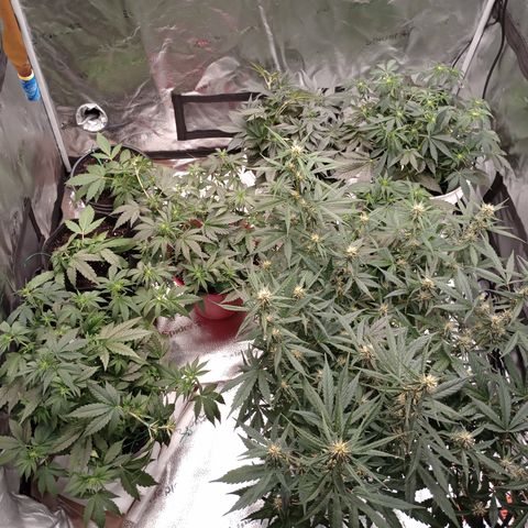 Tangie Auto growlog timeline photo