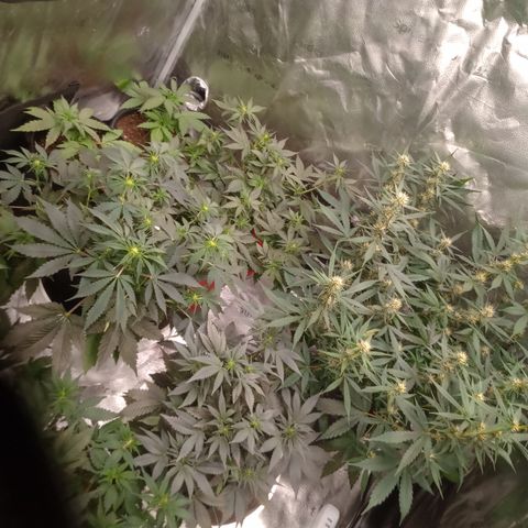 Tangie Auto growlog timeline photo