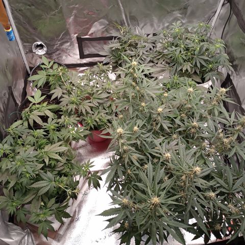Tangie Auto growlog timeline photo