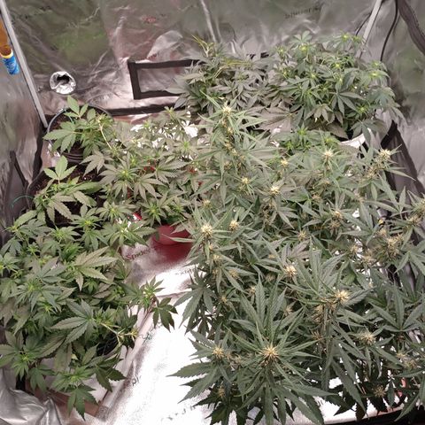 Tangie Auto growlog timeline photo