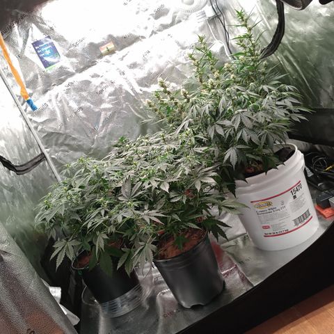 Tangie Auto growlog timeline photo