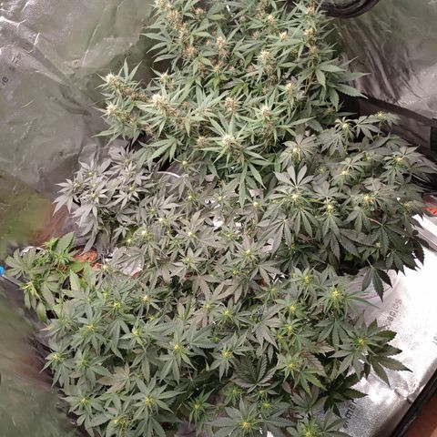 Tangie Auto growlog timeline photo