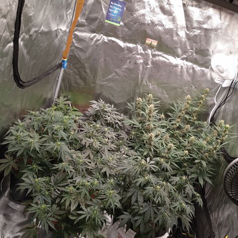 Tangie Auto growlog timeline photo