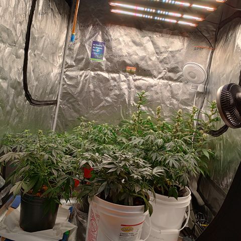 Tangie Auto growlog timeline photo