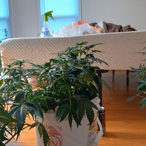 Tangie Auto growlog timeline photo