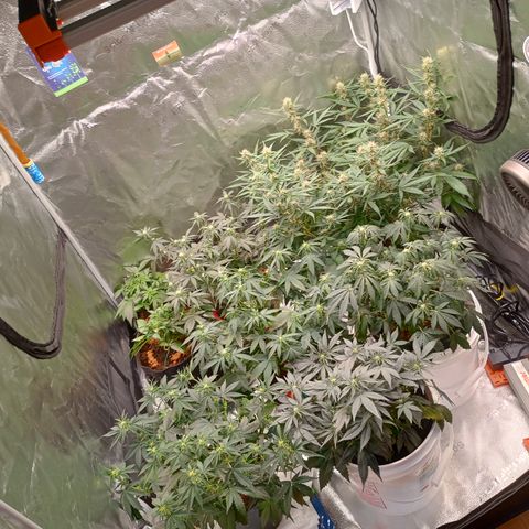 Tangie Auto growlog timeline photo