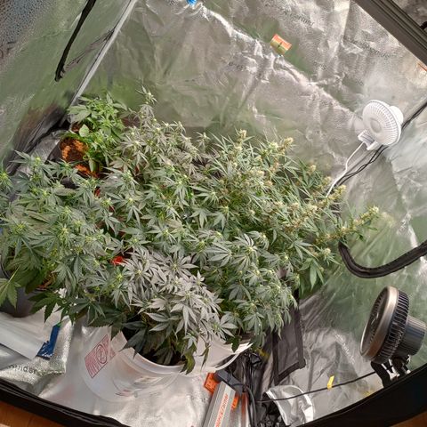 Tangie Auto growlog timeline photo