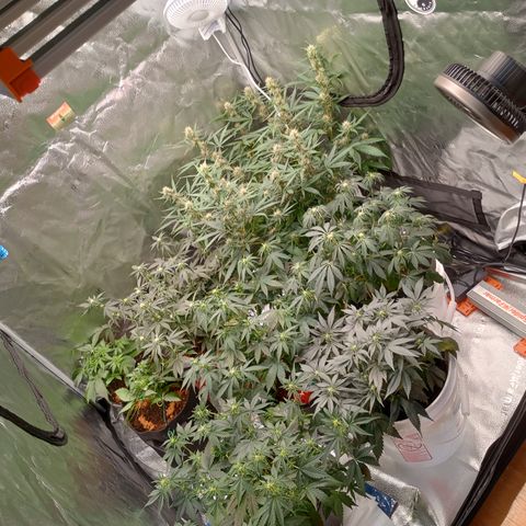Tangie Auto growlog timeline photo