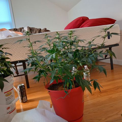 Tangie Auto growlog timeline photo