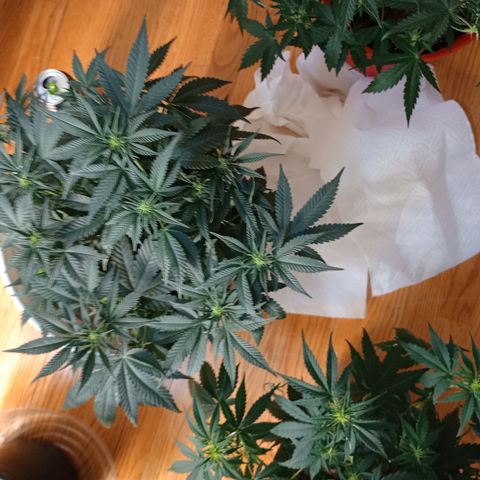 Tangie Auto growlog timeline photo