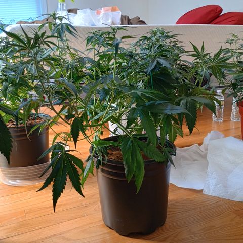 Tangie Auto growlog timeline photo