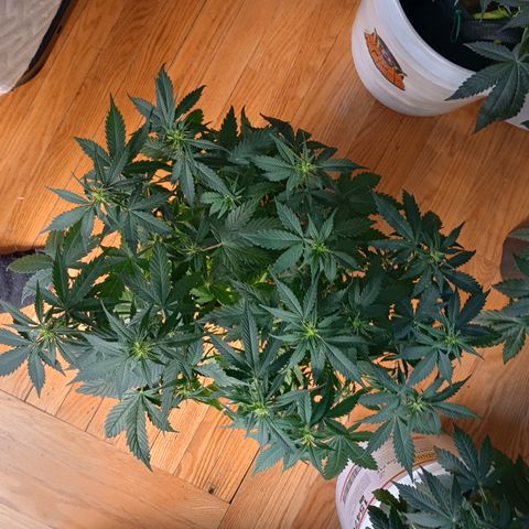 Tangie Auto growlog timeline photo