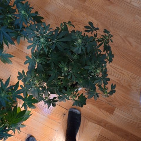 Tangie Auto growlog timeline photo